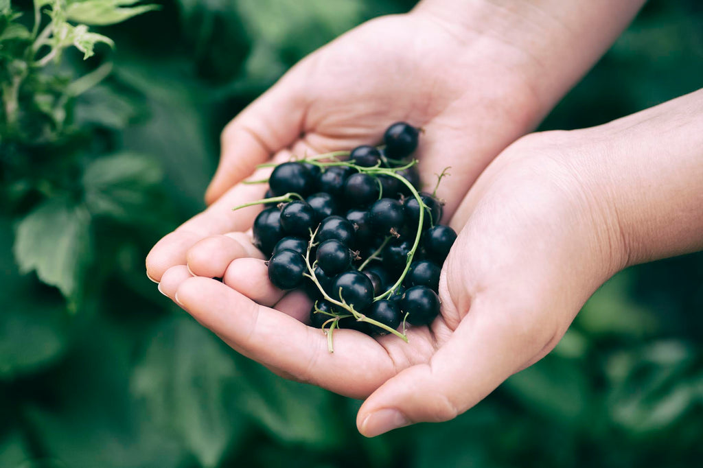 blackcurrants