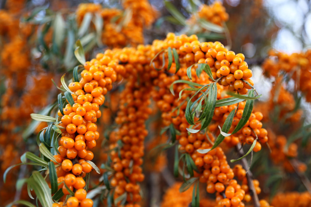 seabuckthorn plant