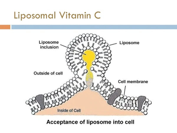 liposomal vitamin c structure