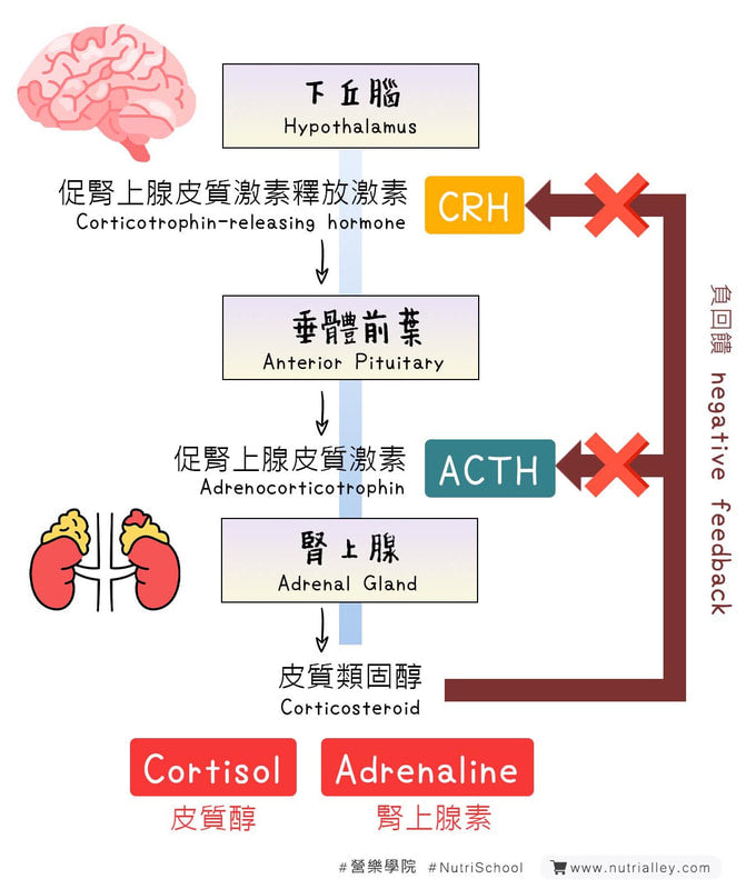 stress reaction hypothalamus adrenal gland cortisol