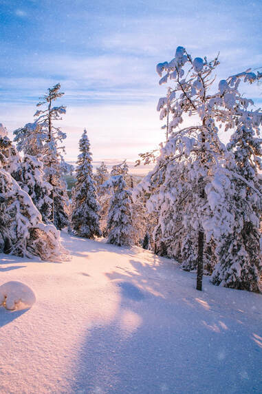 finland forest covered with snow